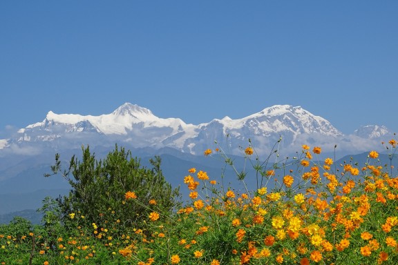 Beautiful Flower with Majestic Mountain Background